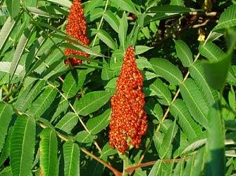 Alle Jahre wieder – gemeinsam gegen die invasiven Neophyten!